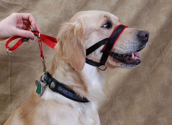 Halter-type Dog Collars