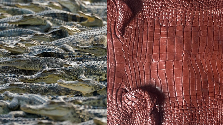 Alligator Leather