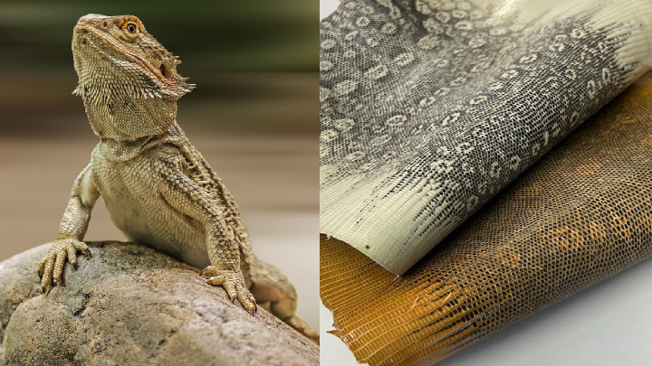 Lizard Leather