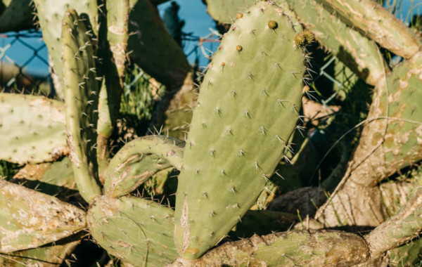 Cactus