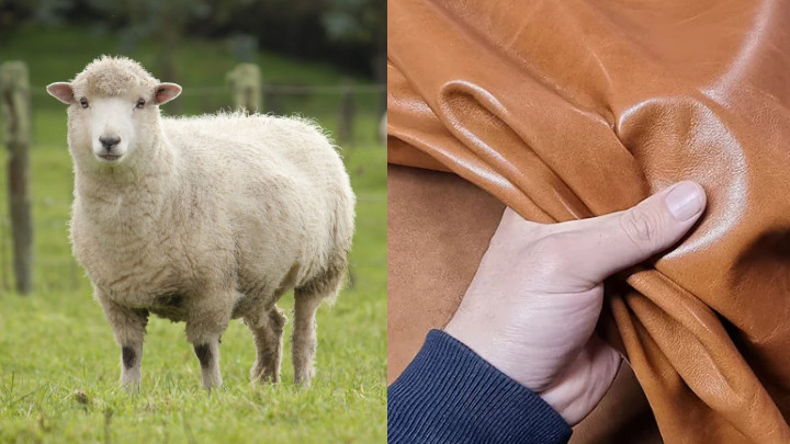 Sheep Leather